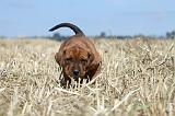 TOSA INU 196